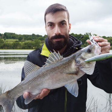 SPANISH LURES SPARROW - NEEDLEFISH